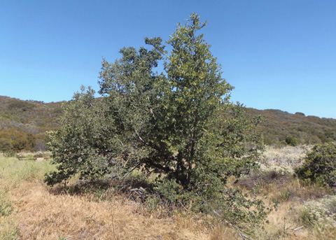 Engelmann oak, Quercus engelmannii